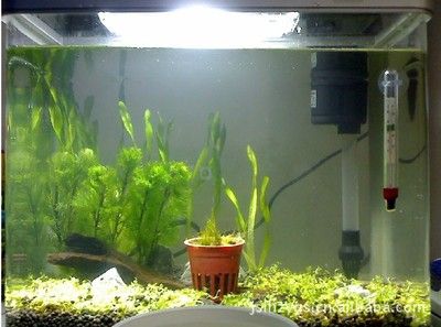 水草缸與古法魚缸的區(qū)別：古法魚缸種植植物不僅可以美化魚缸環(huán)境還能美化魚缸環(huán)境 魚缸百科 第1張