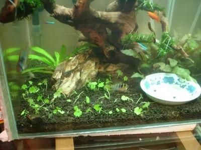 水草缸與古法魚缸的區(qū)別：古法魚缸種植植物不僅可以美化魚缸環(huán)境還能美化魚缸環(huán)境 魚缸百科 第4張