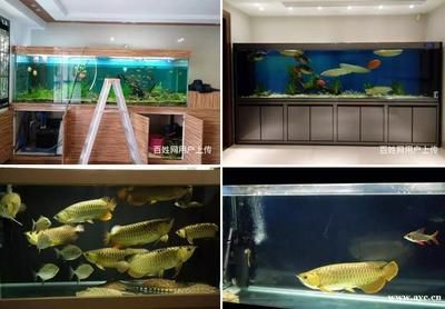 廣州魚(yú)缸水質(zhì)管理的重要性：廣州一水族工作室提供魚(yú)缸維修服務(wù)，魚(yú)缸維修服務(wù)服務(wù)