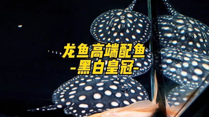 黑底魚缸適合養(yǎng)黑白皇冠嗎：黑底魚缸是否適合養(yǎng)黑白皇冠