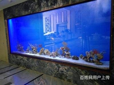 海魚缸多少錢一個小時呢：水族箱養(yǎng)護(hù)秘籍養(yǎng)魚不僅僅是一個健康的水族箱養(yǎng)護(hù)秘籍 魚缸百科 第3張