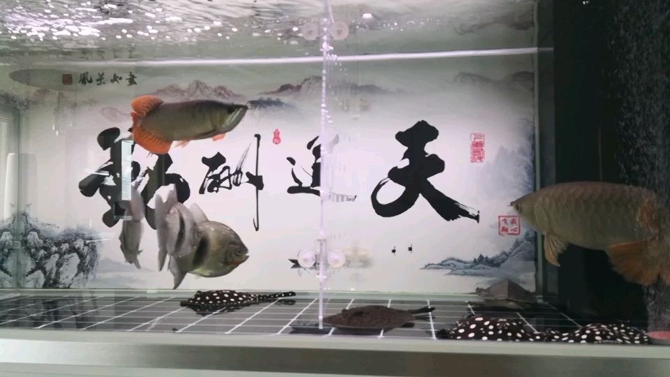 魚缸密度有點大魚缸密度有點大：魚缸密度有些大 觀賞魚論壇