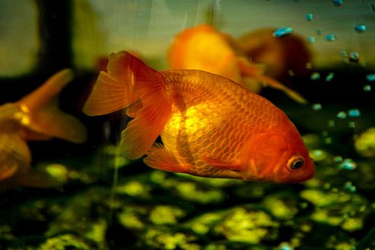 紅鯉魚適合家庭飼養(yǎng)的觀賞魚飼養(yǎng)技巧了解如何正確飼養(yǎng)紅鯉魚：紅鯉魚的飼養(yǎng)技巧 魚缸百科 第3張