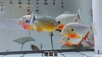 魚(yú)缸白膜的科學(xué)解釋：底濾魚(yú)缸出現(xiàn)白膜可能是由多種因素引起的 魚(yú)缸百科 第1張