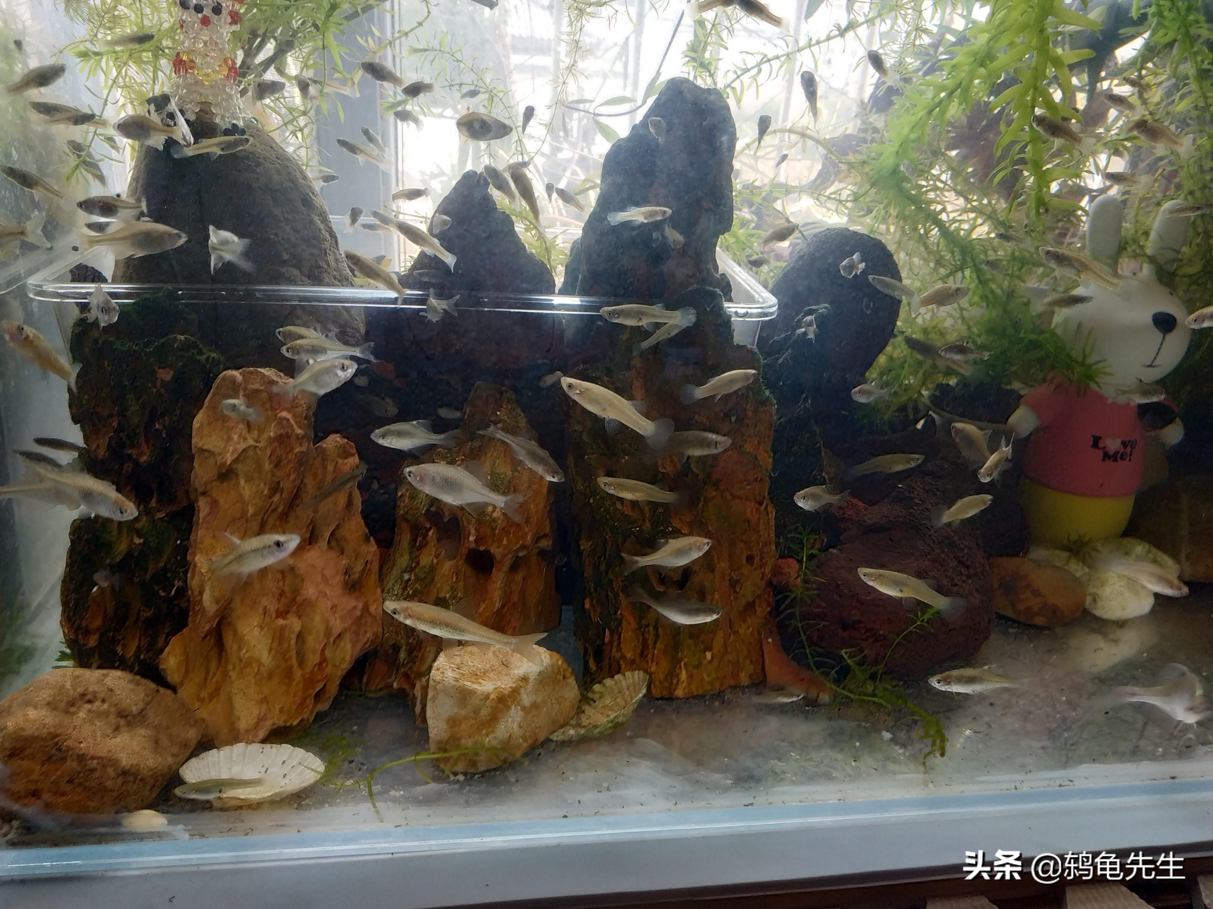 觀景魚缸是否需要一直供氧取決于多種因素及飼養(yǎng)密度：如何判斷魚缸是否需要增氧 魚缸百科 第4張