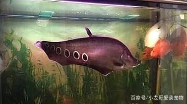 珊瑚礁生態(tài)揭秘關(guān)刀魚飼養(yǎng)技巧關(guān)刀魚的飼養(yǎng)技巧：關(guān)刀魚的飼養(yǎng)技巧 魚缸百科 第3張