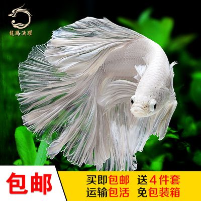 珊瑚礁生態(tài)揭秘關(guān)刀魚飼養(yǎng)技巧關(guān)刀魚的飼養(yǎng)技巧：關(guān)刀魚的飼養(yǎng)技巧 魚缸百科 第4張