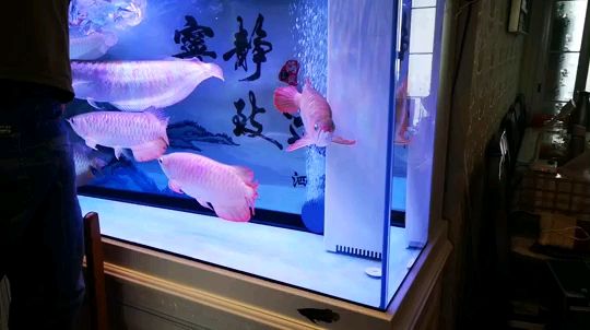 廣州魚缸造景造景公司：廣州魚缸造景作品魚缸造景相關(guān)的歷史演變魚缸造景作品