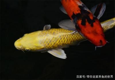 魚缸氣泡的科學解析：觀賞魚疾病預防手冊 魚缸百科 第1張