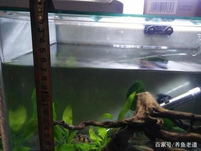 新買的魚缸怎么處理：新買的小魚缸需要經(jīng)過(guò)消毒、養(yǎng)水、養(yǎng)水、清洗和換水步驟 魚缸百科 第1張