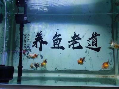 魚缸水質(zhì)管理的重要性：底過濾魚缸的換水頻率取決于多種因素