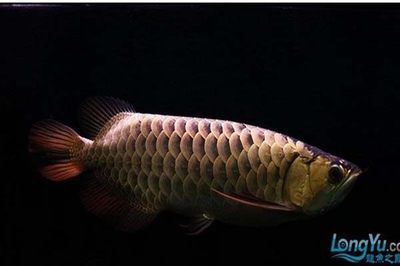 魚缸漏水怎么處理？：魚缸漏水了怎么辦？ 魚缸百科