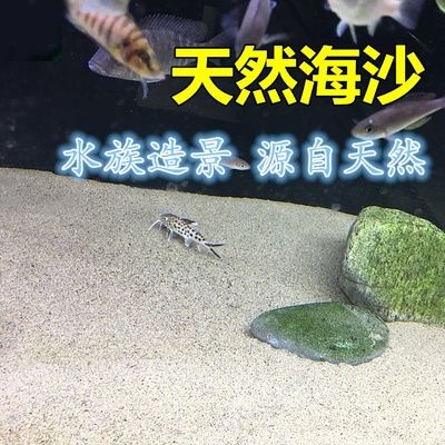 海沙在魚缸造景中的應(yīng)用和注意事項(xiàng)：海沙在魚缸造景中的應(yīng)用 魚缸百科 第3張