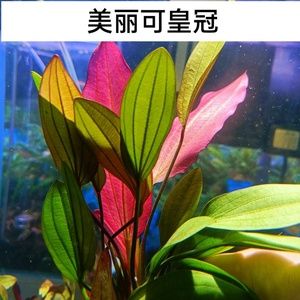 帶有“皇冠”標志的魚缸品牌有哪些？：帶有“皇冠”標志的魚缸品牌