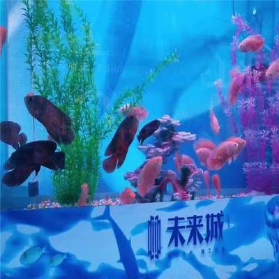 水族箱養(yǎng)護與維護指南，：國內(nèi)有哪些知名的魚缸品牌？ 魚缸百科 第3張