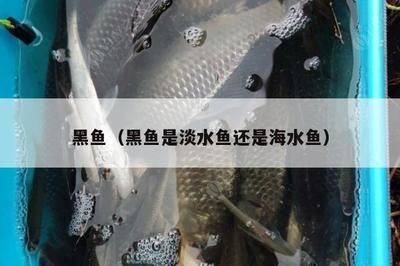 黑魚(yú)魚(yú)缸養(yǎng)殖技術(shù)要點(diǎn)：黑魚(yú)魚(yú)缸養(yǎng)殖技術(shù)要點(diǎn)：關(guān)于黑魚(yú)魚(yú)缸養(yǎng)殖技術(shù)培訓(xùn)的一些要點(diǎn) 魚(yú)缸百科 第1張