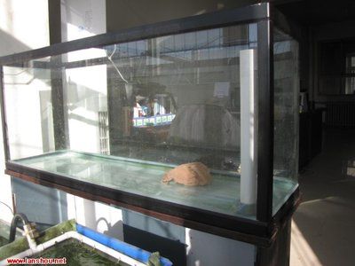 底濾魚缸魚屎滿缸飛問題解決方案：底濾魚缸底濾魚缸魚屎滿缸飛的原因及解決方案 魚缸百科 第3張