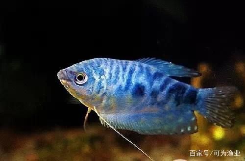 紅鸚鵡魚缸水發(fā)黃是怎么回事？：紅鸚鵡魚缸水發(fā)黃可能是褐藻爆發(fā)可能導(dǎo)致水發(fā)黃的 魚缸百科 第2張