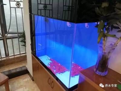 陜西戶縣賣魚缸的具體信息：戶縣賣魚缸的具體信息 魚缸百科 第1張