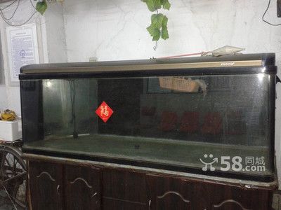 如何選擇一個合適的二手魚缸：哈爾濱二手魚缸交易市場