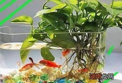 改善魚缸水生植物的除去率高，適合在魚缸中種植的水生植物：哪些水生植物可以改善魚缸水質(zhì)？