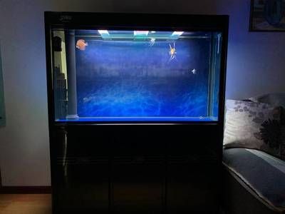 底濾魚缸安全防護：底濾魚缸停電安全防護 魚缸百科 第3張