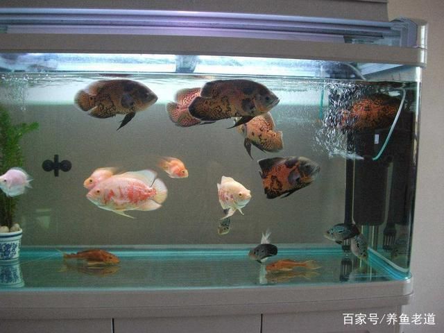 地圖魚養(yǎng)地圖魚需要多大的魚缸需要多大的魚缸：關(guān)于地圖魚的問題 魚缸百科 第1張