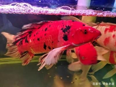 魚缸放水技巧大揭秘魚缸放水技巧大揭秘想要快速而有效地放水：定制魚缸放水技巧大揭秘 魚缸百科 第3張