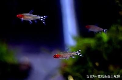 觀賞魚混養(yǎng)需要注意哪些問題？：觀賞魚混養(yǎng)中的常見誤區(qū) 魚缸百科 第1張