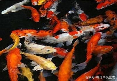 辦公室養(yǎng)魚的風(fēng)水講究：辦公室養(yǎng)錦鯉有什么風(fēng)水講究