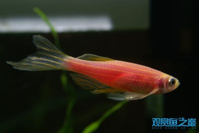 紅斑馬魚(yú)的飼養(yǎng)技巧：斑馬魚(yú)的飼養(yǎng)技巧