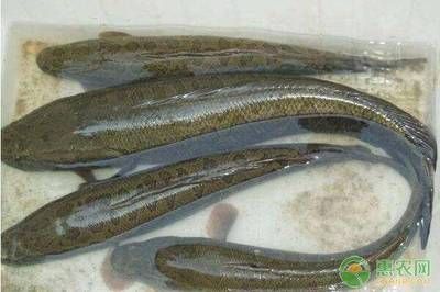 黑魚人工繁殖技術(shù)詳解人工繁殖黑魚技術(shù)詳解：養(yǎng)殖黑魚需要注意哪些問題？ 魚缸百科 第3張