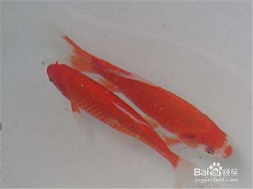 紅鯉魚(yú)的飼養(yǎng)方法：紅鯉魚(yú)的養(yǎng)護(hù)方法 魚(yú)缸百科 第2張