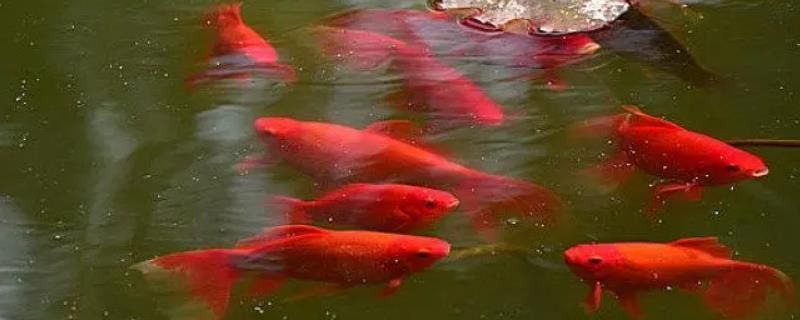 紅鯉魚(yú)的飼養(yǎng)方法：紅鯉魚(yú)的養(yǎng)護(hù)方法 魚(yú)缸百科 第3張