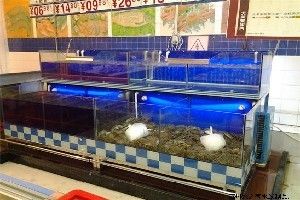 海鮮店魚缸設(shè)備選擇：如何選擇合適的海鮮店魚缸設(shè)備 魚缸百科 第4張