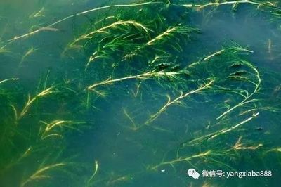 河蚌放魚缸里可以凈化水質(zhì)嗎？：河蚌放入魚缸里可以凈化水質(zhì)嗎？ 魚缸百科 第2張