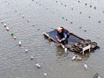 河蚌放魚缸里可以凈化水質(zhì)嗎？：河蚌放入魚缸里可以凈化水質(zhì)嗎？ 魚缸百科 第3張