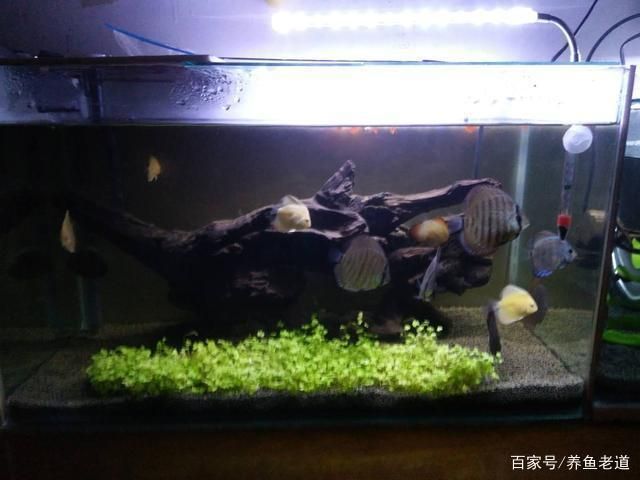 魚缸氣泡的自然消退機(jī)制了解魚缸氣泡的自然消退機(jī)制了解魚缸氣泡：如何處理魚缸氣泡