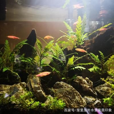 選擇定制魚(yú)缸還是成品魚(yú)缸時(shí)需要考慮多個(gè)因素：定制魚(yú)缸好還是成品魚(yú)缸好？