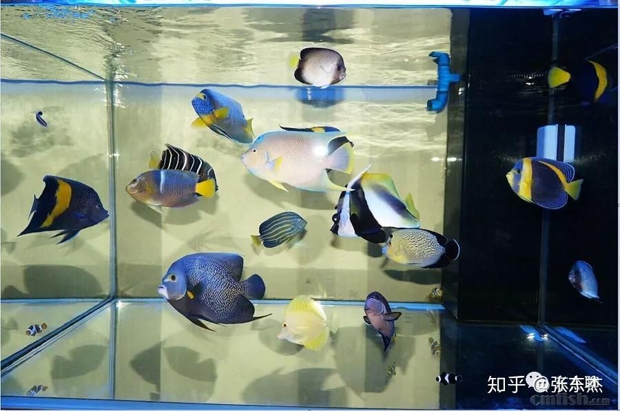 海水魚缸和淡水魚缸各有特點和適用場景選擇哪種類型的魚缸：海水魚缸與淡水魚缸的區(qū)別 魚缸百科 第4張