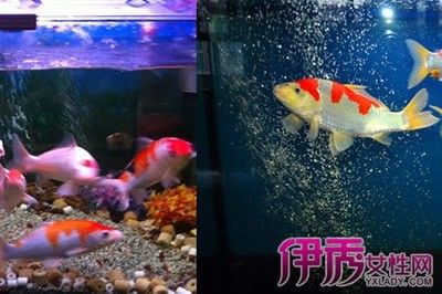 蘇州工業(yè)園區(qū)佳家水族館觀賞魚缸中的生態(tài)平衡觀賞魚缸的選擇：如何選擇一個合適的家用觀賞魚缸 魚缸百科 第3張