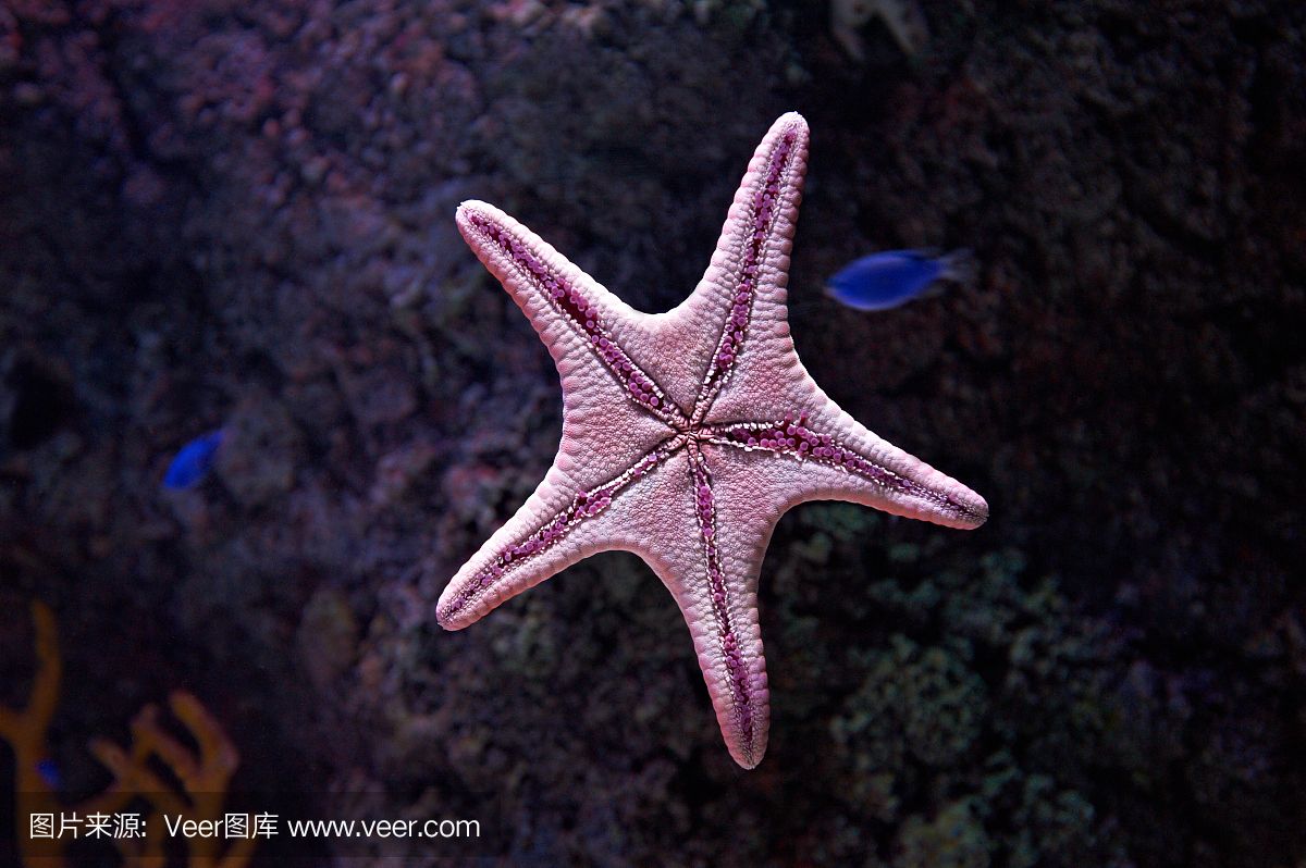 海星可以在魚(yú)缸中飼養(yǎng)嗎？：揭秘海星的飲食秘密 魚(yú)缸百科 第1張