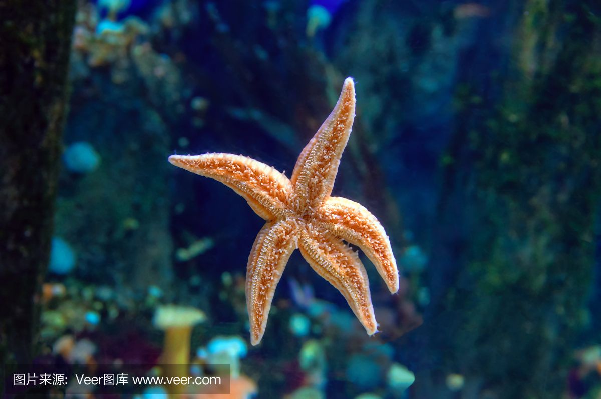 海星可以在魚(yú)缸中飼養(yǎng)嗎？：揭秘海星的飲食秘密 魚(yú)缸百科 第2張