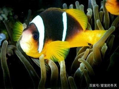 黑色魚缸魚的種類：黑色的魚缸魚可以根據它們的大小和品種進行分類 魚缸百科 第4張