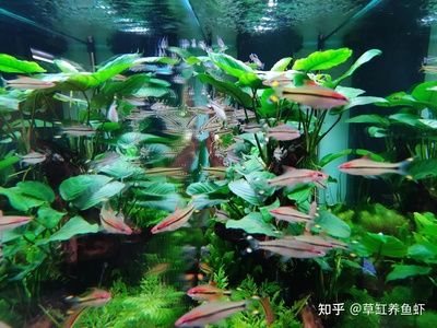 底濾魚缸過濾技術(shù)：底濾魚缸養(yǎng)小魚的具體步驟和注意事項和步驟和注意事項 魚缸百科 第3張