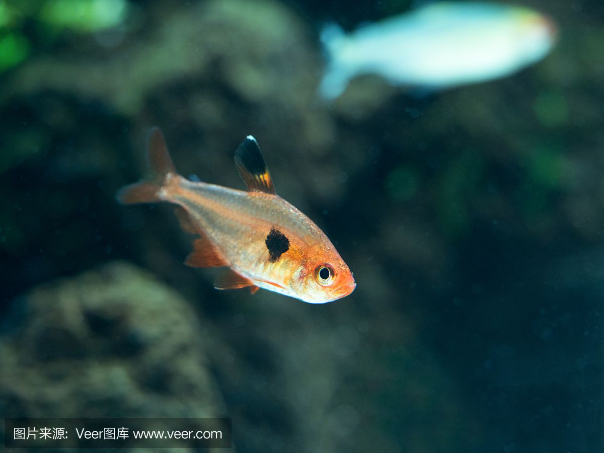 幻影水族魚缸的優(yōu)缺點(diǎn)介紹：亞克力幻影水族魚缸