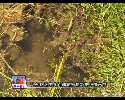 河蚌養(yǎng)在魚缸里是否會導(dǎo)致死亡取決于多種因素以下是根據(jù)搜索結(jié)果：河蚌養(yǎng)在魚缸里會導(dǎo)致死亡嗎？