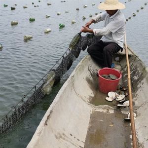 魚缸養(yǎng)河蚌需要注意哪些問題？：如果河蚌在魚缸中不張嘴，可能是由于水質(zhì)問題 魚缸百科 第3張