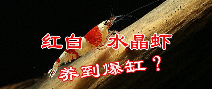 紅海魚缸養(yǎng)蝦的基礎知識：紅海蝦類養(yǎng)殖技術 魚缸百科