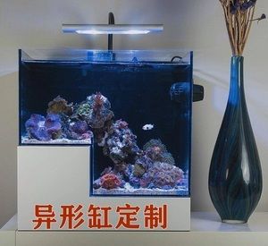 水族箱養(yǎng)護(hù)魚缸養(yǎng)護(hù)秘籍養(yǎng)護(hù)秘籍養(yǎng)護(hù)秘籍養(yǎng)魚秘籍：如何打造個性化的魚缸